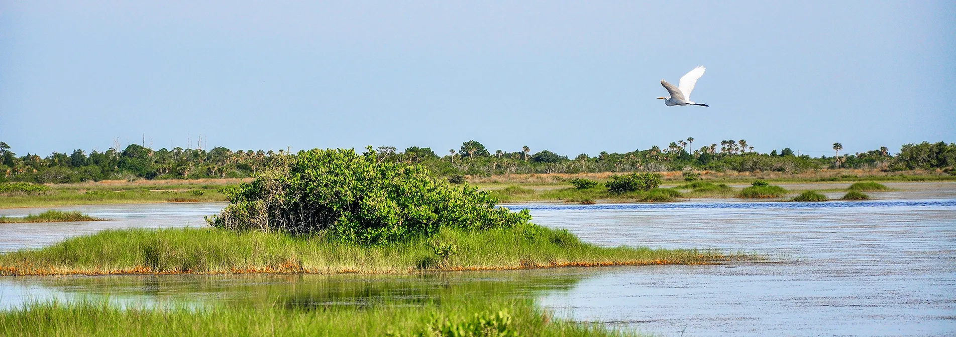 Visit marshes birds island oleron